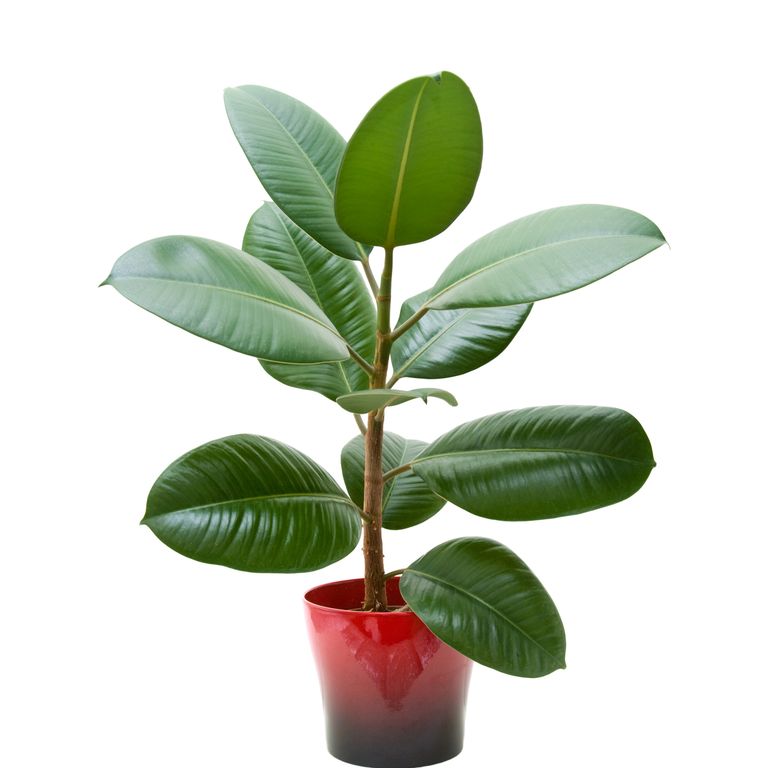 10 گیاه تمیزکننده هوا-فیکوس