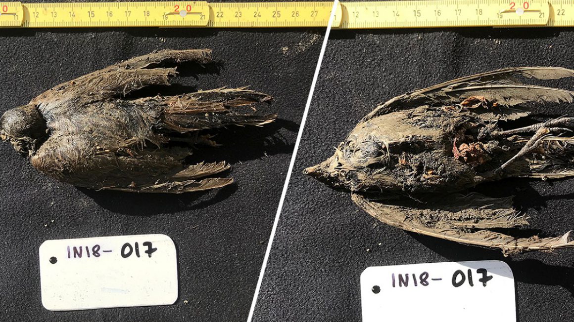 فسیل پرنده 46000 ساله منجمد شده در سیبری