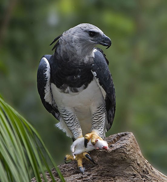 پرندگان ملی کشورهای مختلف - 24. پاناما - عقاب هارپی