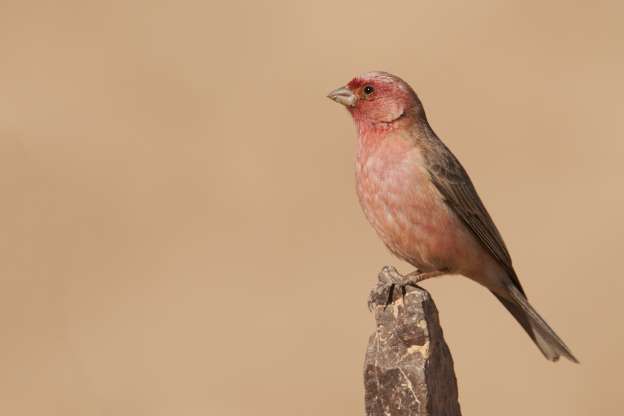 پرندگان ملی کشورهای مختلف - 13. اردن - سهره رزی شبه جزیره سینا