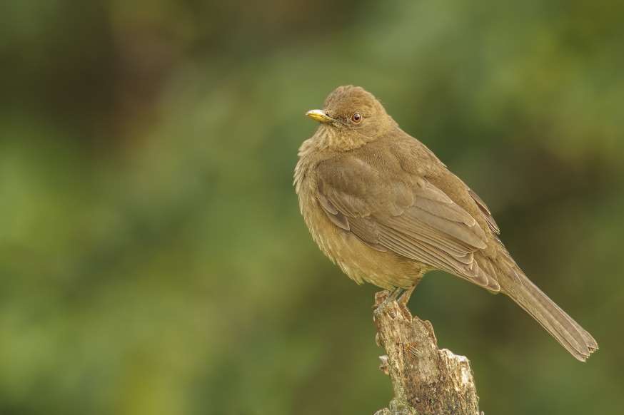 پرندگان ملی کشورهای مختلف - 40. کاستاریکا - توکای گری