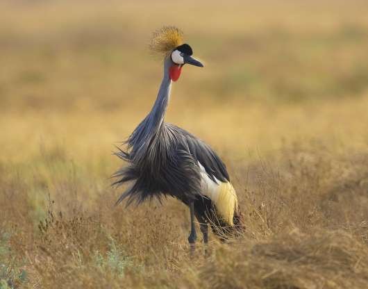 پرندگان ملی کشورهای مختلف - 8. اوگاندا - درنای تاج‌دار خاکستری